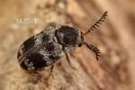 Anobiidae - death-watch beetles