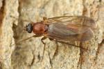 Phoridae - humpbacked flies