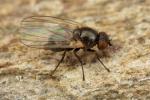 Agromyzidae - leaf-mining flies