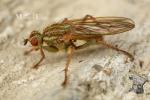Scathophagidae - dung flies