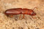 Prostomidae - jugular-horned beetles