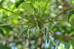 Urticaceae - kopřivovité