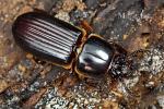 Passalidae - passalid beetles
