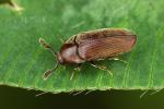 Throscidae - false metallic wood-boring beetles