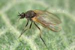 Simuliidae - black flies