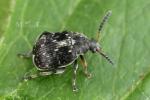 Bruchidae -  seed beetles