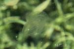 Ctenophora - Comb Jellies