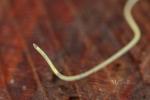 Chordodea - horsehair worms