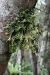 Lobariaceae - důlkatcovité