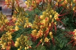 Fabaceae - bobovité