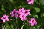 Oxalidaceae - šťavelovité