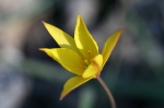 Liliaceae - liliovité