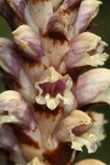 Orobanchaceae - zárazovité