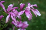 Magnoliaceae - šácholanovité