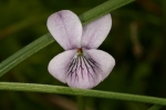 Violaceae - violkovité