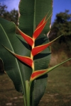 Heliconiaceae - helikoniovité