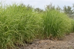 Poaceae - lipnicovité