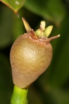 Rhizophoraceae - kořenovníkovité