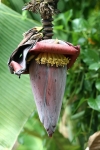 Musaceae - banánovníkovité