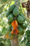 Caricaceae - papájovité