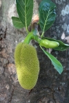 Moraceae - morušovníkovité