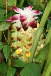 Zingiberaceae - zázvorníkovité