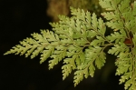 Monilophyta - kapradiny