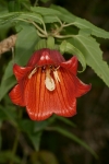Campanulaceae - zvonkovité