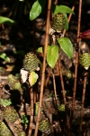 Costaceae