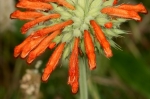 Lamiaceae - hluchavkovité