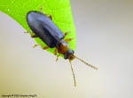 Orsodacnidae - punctate leaf beetles