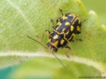 Cryptocephalinae - cylindrical leaf beetles