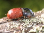 Aphodiinae -  aphodiine dung beetles