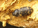 Mycetophagidae - hairy fungus beetles