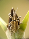 Entiminae - broad-nosed weevils