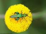 Oedemeridae - false blister beetles