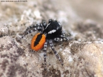 Salticidae - jumping spiders