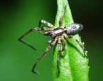 Anyphaenidae