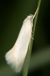 Elachistidae - trávníčkovití