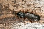 Silvanidae - grain beetles
