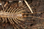 Chilopoda - centipedes