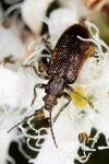 Donaciinae - long-horned leaf beetles