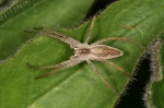 Pisauridae - nursery web spiders