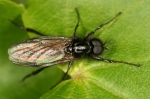 Bibionidae - march flies