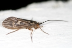 Trichoptera - caddisflies