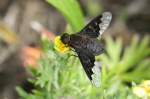 Bombyliidae - bee flies