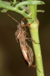 Alydidae - broad-headed bugs