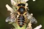 Megachilidae - čalounicovití
