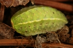 Limacodidae - slimákovcovití
