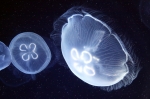 Cnidaria - anemones, corals and jellyfish